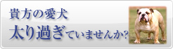 貴方の愛犬太りすぎていませんか？